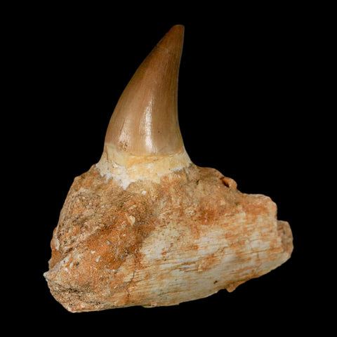2.7" Halisaurus Mosasaur Fossil Tooth Jaw Section Cretaceous Dinosaur Era COA