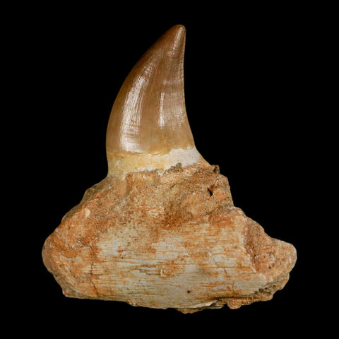 2.7" Halisaurus Mosasaur Fossil Tooth Jaw Section Cretaceous Dinosaur Era COA
