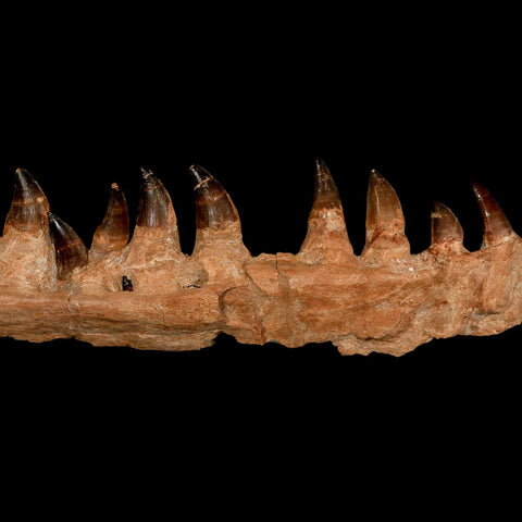 15.1" Mosasaur Prognathodon Fossil Jaw Section Teeth Cretaceous Dinosaur Era COA