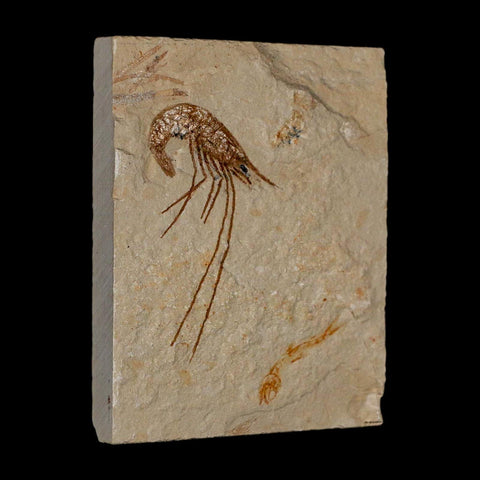 2" Fossil Shrimp Carpopenaeus Cretaceous Age 100 Mil Yrs Old Lebanon COA - Fossil Age Minerals