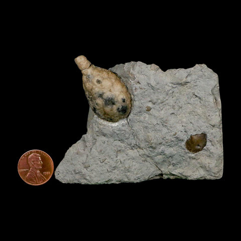 1.4" Holocystites Sp Crinoid In Matrix Fossil Silurian Age Osgood Shale Napoleon Indiana - Fossil Age Minerals
