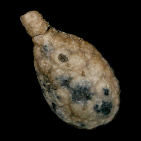 1.4" Holocystites Sp Crinoid In Matrix Fossil Silurian Age Osgood Shale Napoleon Indiana - Fossil Age Minerals