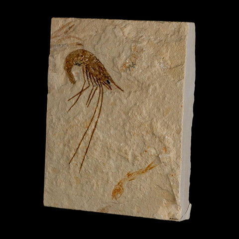 2" Fossil Shrimp Carpopenaeus Cretaceous Age 100 Mil Yrs Old Lebanon COA - Fossil Age Minerals