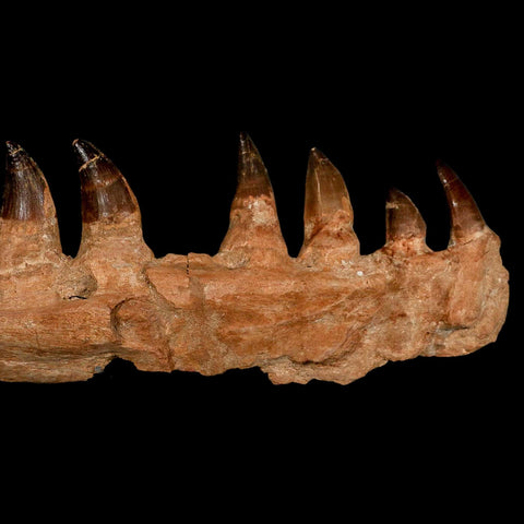 15.1" Mosasaur Prognathodon Fossil Jaw Section Teeth Cretaceous Dinosaur Era COA