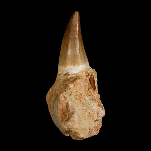 2.7" Halisaurus Mosasaur Fossil Tooth Jaw Section Cretaceous Dinosaur Era COA