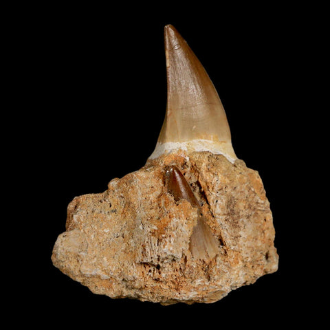 2.7" Halisaurus Mosasaur Fossil Tooth Jaw Section Cretaceous Dinosaur Era COA