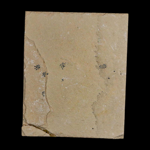 2" Fossil Shrimp Carpopenaeus Cretaceous Age 100 Mil Yrs Old Lebanon COA - Fossil Age Minerals