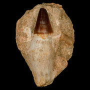 3.1" Mosasaur Prognathodon Fossil Tooth Rooted In Matrix Cretaceous Dinosaur Era
