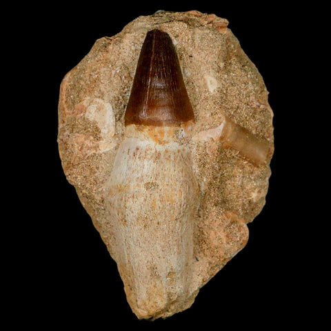 3.1" Mosasaur Prognathodon Fossil Tooth Rooted In Matrix Cretaceous Dinosaur Era - Fossil Age Minerals