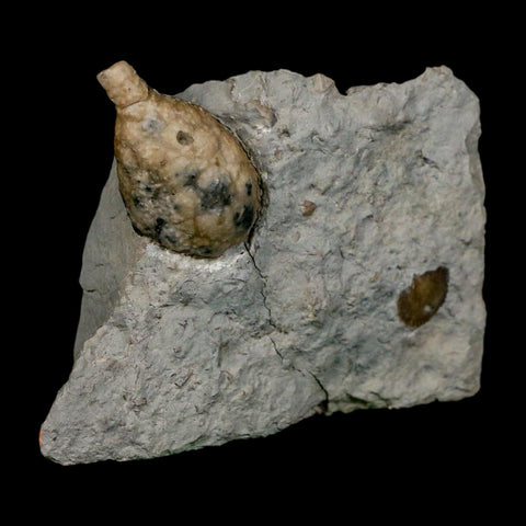 1.4" Holocystites Sp Crinoid In Matrix Fossil Silurian Age Osgood Shale Napoleon Indiana - Fossil Age Minerals
