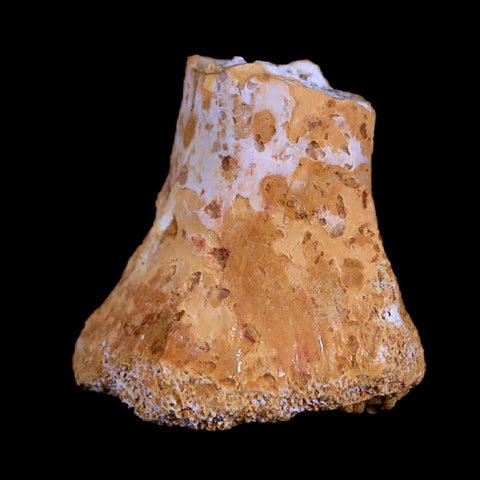 0.8" Crocodile Fossil Ankle Bone Hell Creek FM Cretaceous Dinosaur Age MT - Fossil Age Minerals