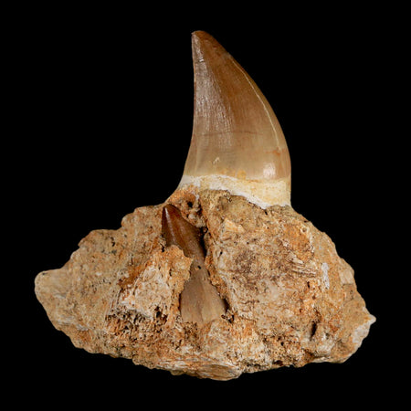 2.7" Halisaurus Mosasaur Fossil Tooth Jaw Section Cretaceous Dinosaur Era COA