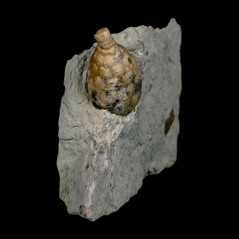 1.4" Holocystites Sp Crinoid In Matrix Fossil Silurian Age Osgood Shale Napoleon Indiana - Fossil Age Minerals
