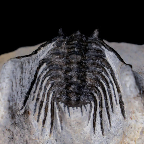1.5" Leonaspis Sp Spiny Trilobite Fossil Morocco Devonian Age 400 Mil Yrs Old COA - Fossil Age Minerals