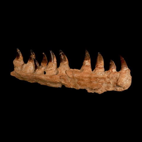 15.1" Mosasaur Prognathodon Fossil Jaw Section Teeth Cretaceous Dinosaur Era COA