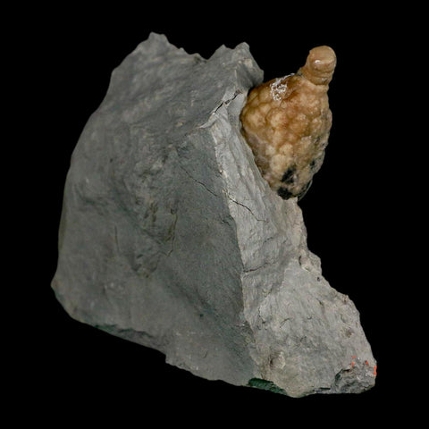 1.4" Holocystites Sp Crinoid In Matrix Fossil Silurian Age Osgood Shale Napoleon Indiana - Fossil Age Minerals