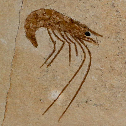 1.6" Fossil Shrimp Carpopenaeus Cretaceous Age 100 Mil Yrs Old Lebanon COA - Fossil Age Minerals