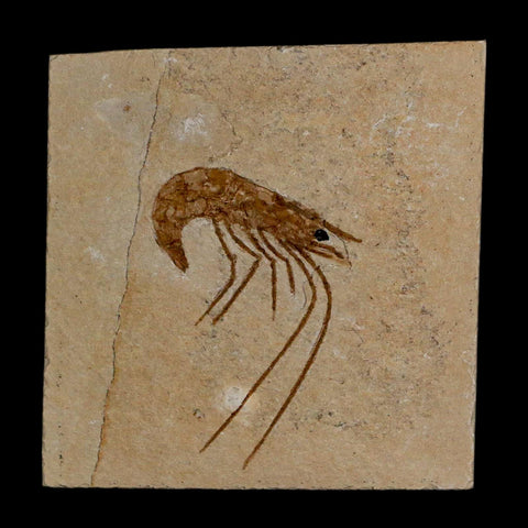 1.6" Fossil Shrimp Carpopenaeus Cretaceous Age 100 Mil Yrs Old Lebanon COA - Fossil Age Minerals