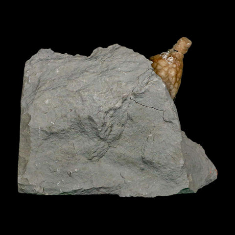 1.4" Holocystites Sp Crinoid In Matrix Fossil Silurian Age Osgood Shale Napoleon Indiana - Fossil Age Minerals