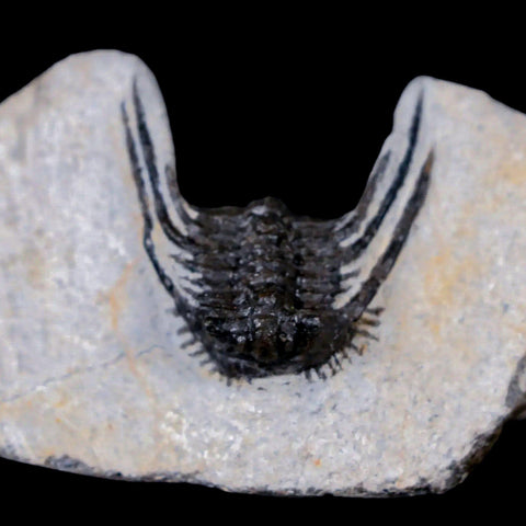 1.1" Leonaspis Sp Spiny Trilobite Fossil Morocco Devonian Age 400 Mil Yrs Old COA - Fossil Age Minerals