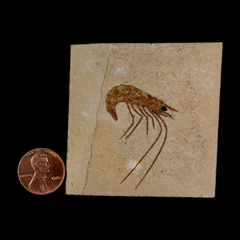 1.6" Fossil Shrimp Carpopenaeus Cretaceous Age 100 Mil Yrs Old Lebanon COA - Fossil Age Minerals