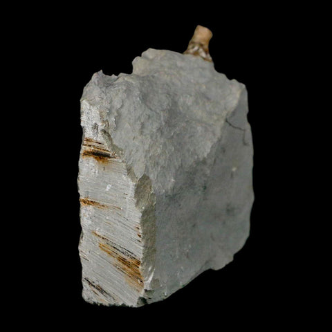 1.4" Holocystites Sp Crinoid In Matrix Fossil Silurian Age Osgood Shale Napoleon Indiana - Fossil Age Minerals
