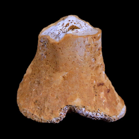 0.8" Crocodile Fossil Ankle Bone Hell Creek FM Cretaceous Dinosaur Age MT - Fossil Age Minerals