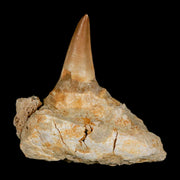 2.9" Mosasaur Prognathodon Fossil Tooth Jaw Section Cretaceous Dinosaur Era COA