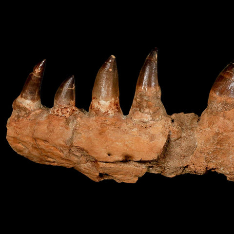 15.1" Mosasaur Prognathodon Fossil Jaw Section Teeth Cretaceous Dinosaur Era COA
