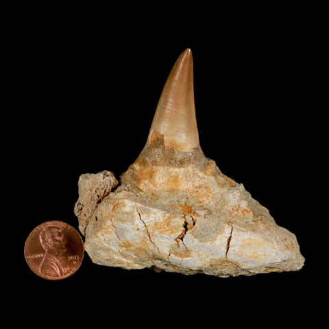 2.9" Mosasaur Prognathodon Fossil Tooth Jaw Section Cretaceous Dinosaur Era COA