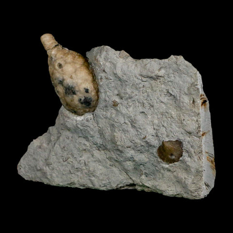 1.4" Holocystites Sp Crinoid In Matrix Fossil Silurian Age Osgood Shale Napoleon Indiana - Fossil Age Minerals