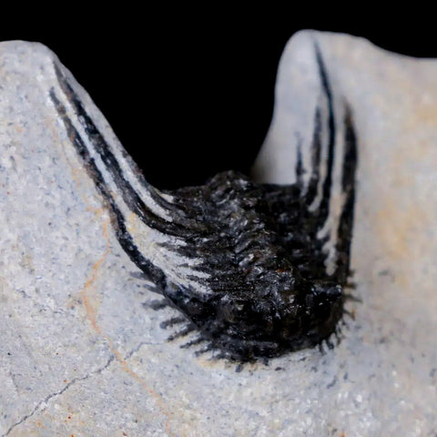 1.1" Leonaspis Sp Spiny Trilobite Fossil Morocco Devonian Age 400 Mil Yrs Old COA - Fossil Age Minerals