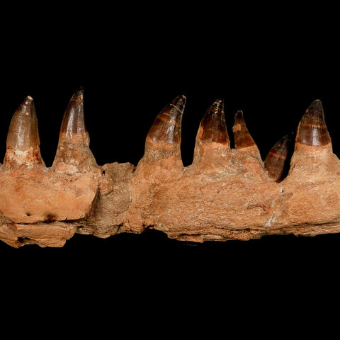15.1" Mosasaur Prognathodon Fossil Jaw Section Teeth Cretaceous Dinosaur Era COA