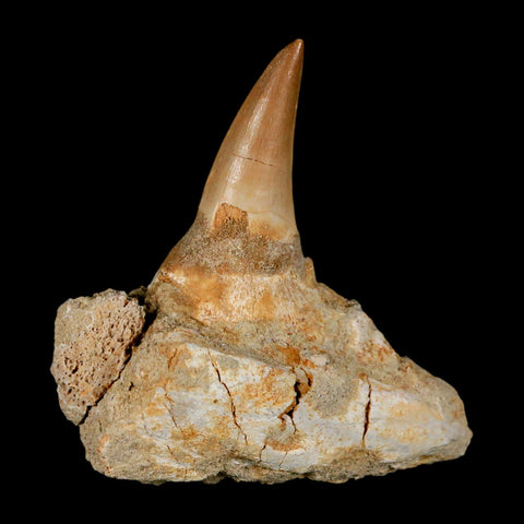 2.9" Mosasaur Prognathodon Fossil Tooth Jaw Section Cretaceous Dinosaur Era COA