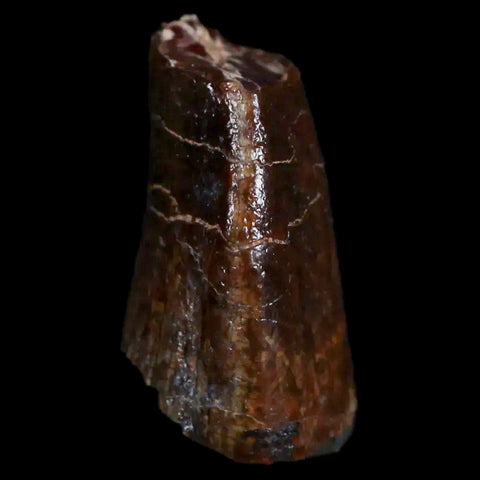 1" Jobaria Sauropod Fossil Tooth Middle Jurassic Age Dinosaur Tiourarén FM Niger - Fossil Age Minerals