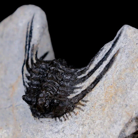 1.1" Leonaspis Sp Spiny Trilobite Fossil Morocco Devonian Age 400 Mil Yrs Old COA - Fossil Age Minerals