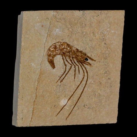 1.6" Fossil Shrimp Carpopenaeus Cretaceous Age 100 Mil Yrs Old Lebanon COA - Fossil Age Minerals