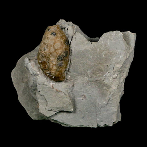 1.4" Holocystites Sp Crinoid In Matrix Fossil Silurian Age Osgood Shale Napoleon Indiana - Fossil Age Minerals