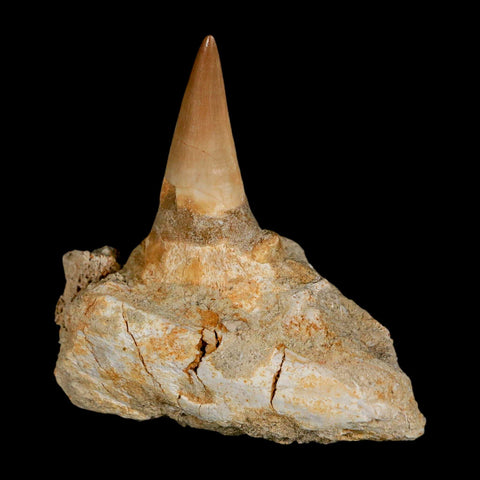2.9" Mosasaur Prognathodon Fossil Tooth Jaw Section Cretaceous Dinosaur Era COA