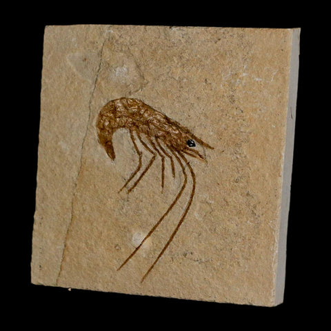 1.6" Fossil Shrimp Carpopenaeus Cretaceous Age 100 Mil Yrs Old Lebanon COA - Fossil Age Minerals