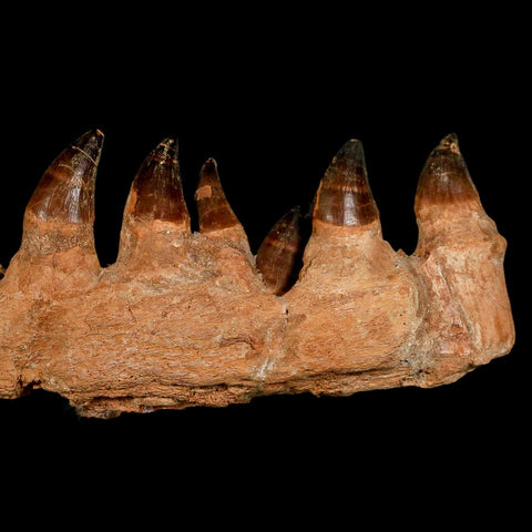 15.1" Mosasaur Prognathodon Fossil Jaw Section Teeth Cretaceous Dinosaur Era COA