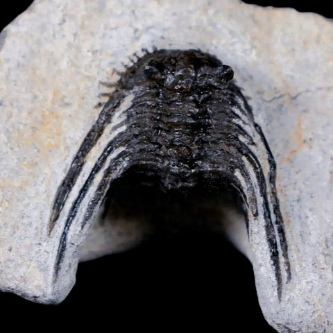 1.1" Leonaspis Sp Spiny Trilobite Fossil Morocco Devonian Age 400 Mil Yrs Old COA - Fossil Age Minerals