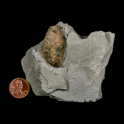 1.4" Holocystites Sp Crinoid In Matrix Fossil Silurian Age Osgood Shale Napoleon Indiana - Fossil Age Minerals