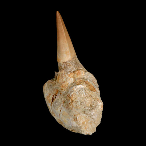 2.9" Mosasaur Prognathodon Fossil Tooth Jaw Section Cretaceous Dinosaur Era COA