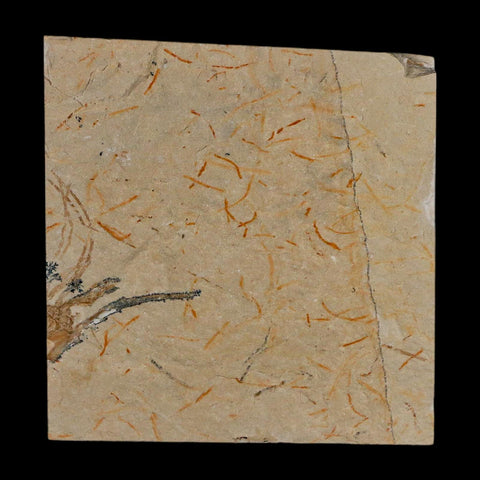 1.6" Fossil Shrimp Carpopenaeus Cretaceous Age 100 Mil Yrs Old Lebanon COA - Fossil Age Minerals