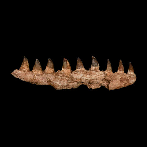 16.4" Mosasaur Prognathodon Fossil Jaw Section Teeth Cretaceous Dinosaur Era COA