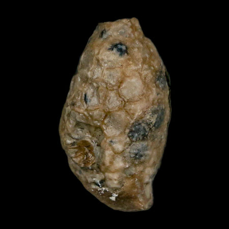 1.4" Holocystites Sp Crinoid In Matrix Fossil Silurian Age Osgood Shale Napoleon Indiana