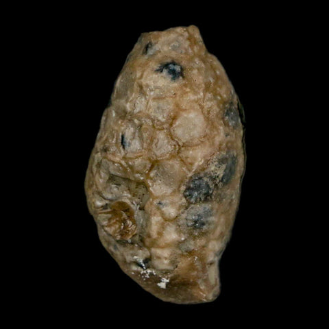 1.4" Holocystites Sp Crinoid In Matrix Fossil Silurian Age Osgood Shale Napoleon Indiana - Fossil Age Minerals