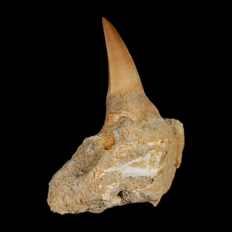 2.9" Mosasaur Prognathodon Fossil Tooth Jaw Section Cretaceous Dinosaur Era COA