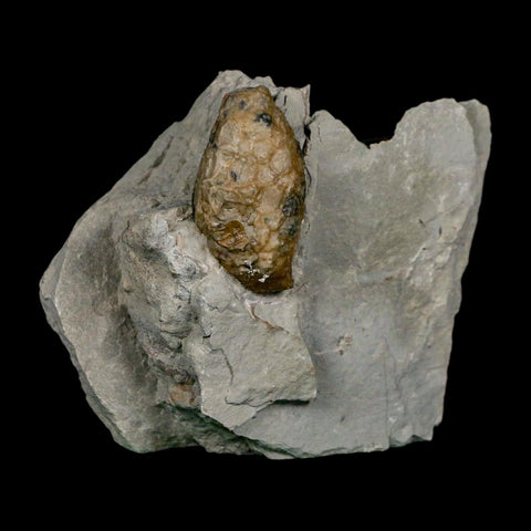 1.4" Holocystites Sp Crinoid In Matrix Fossil Silurian Age Osgood Shale Napoleon Indiana - Fossil Age Minerals